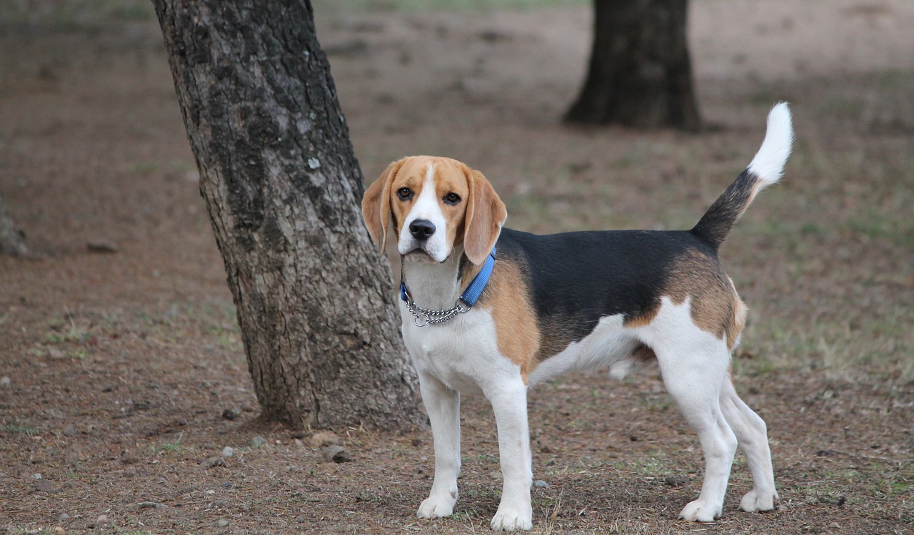 beagle a great family dog playing outdoor by side of a tree. One of the best dog breed for families