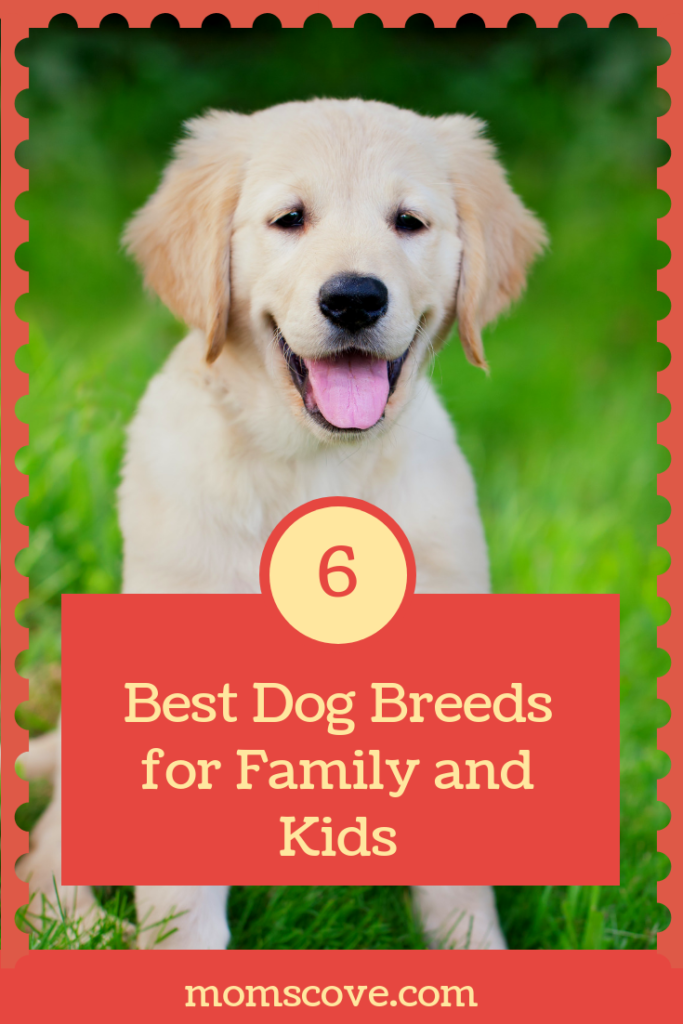 6 Best Dog Breeds For Families And Kids - MomsCove