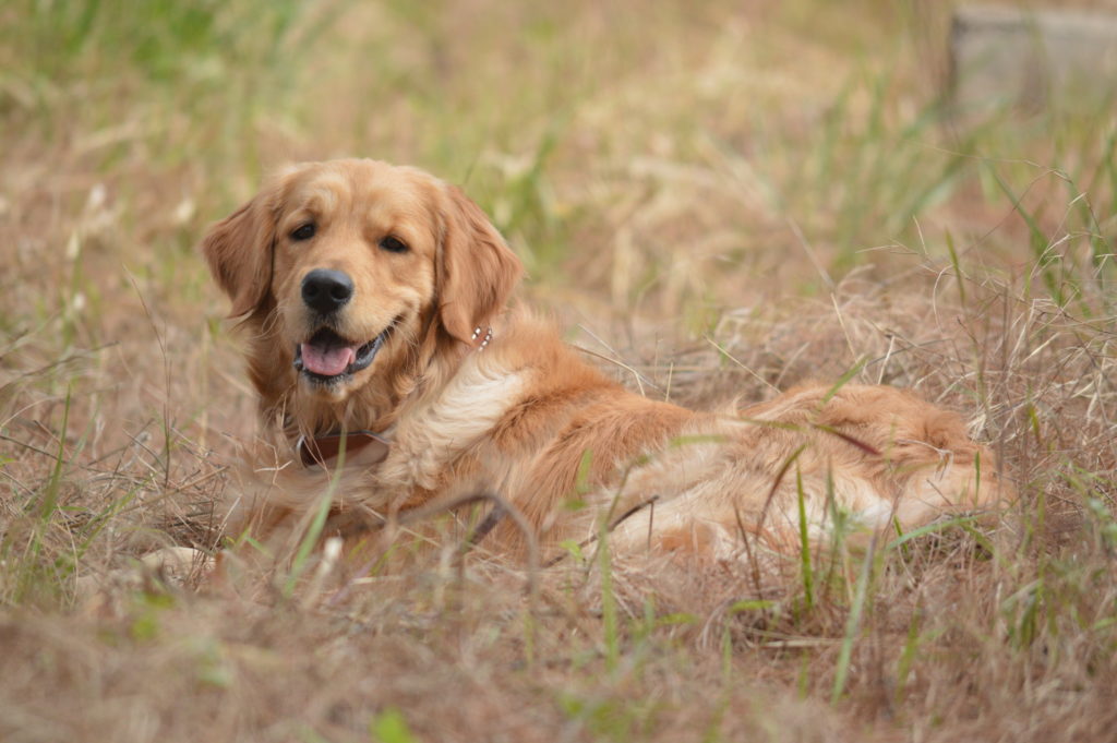 Golden retriever a great family dog relaxing in grass 