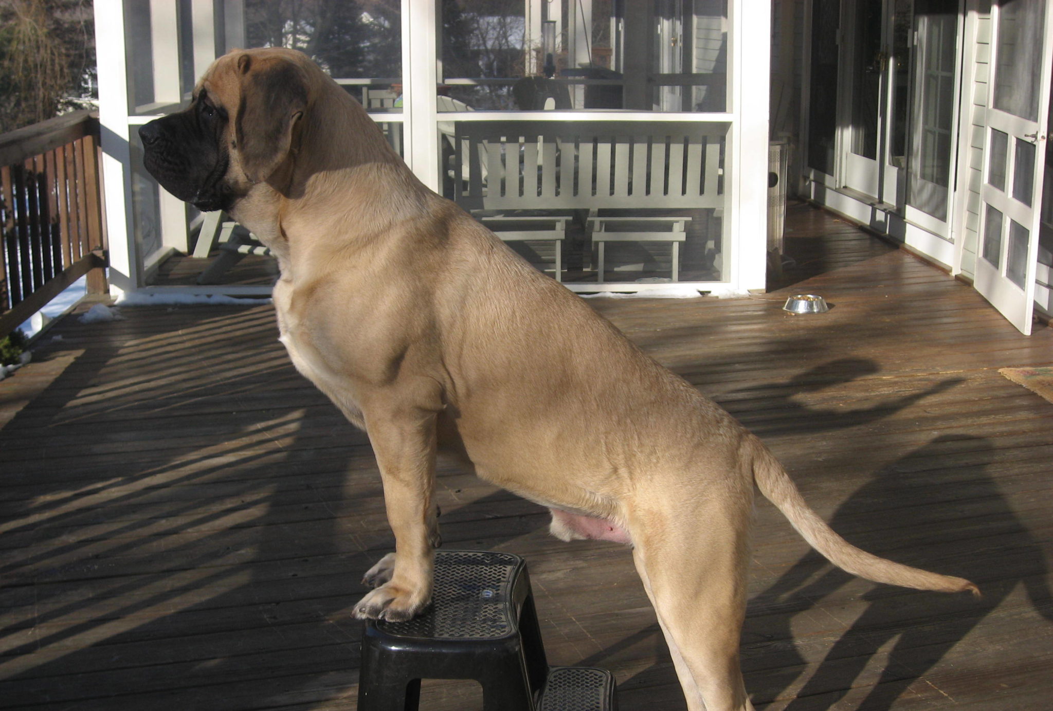 english mastiff dog looking outside from veranda