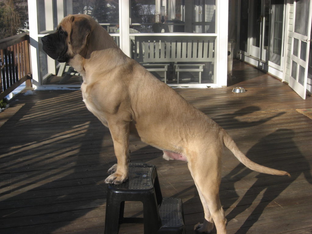 English mastiff dog waiting for the family and kids to come home