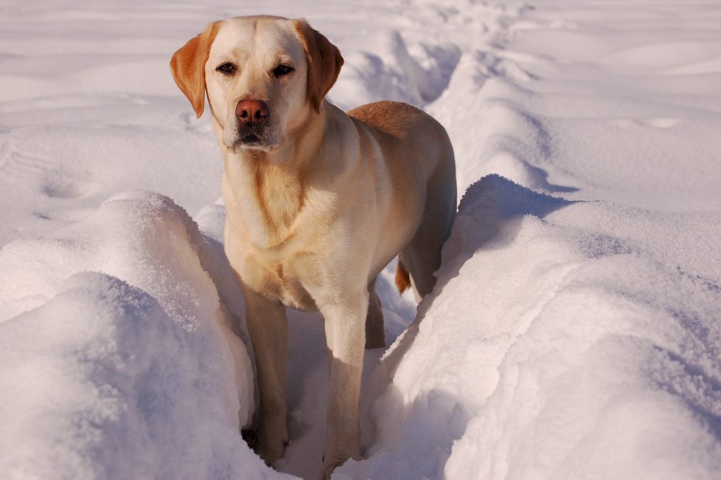 Labrador standing in snow. They are one of the best dog breeds for family with kids