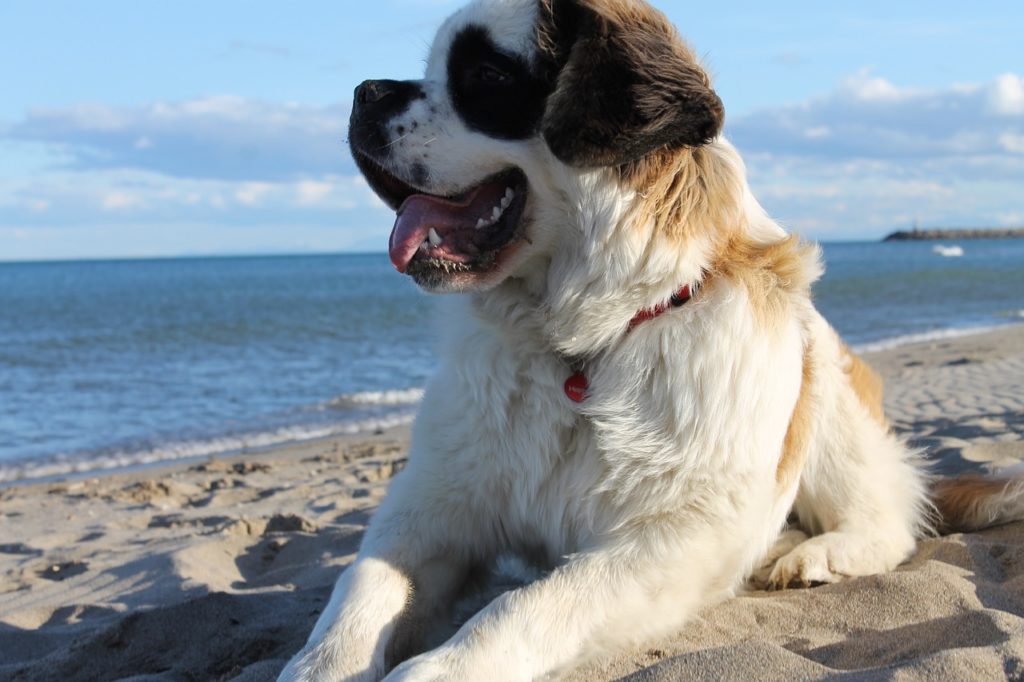 Saint Bernard a great family dog in the beach