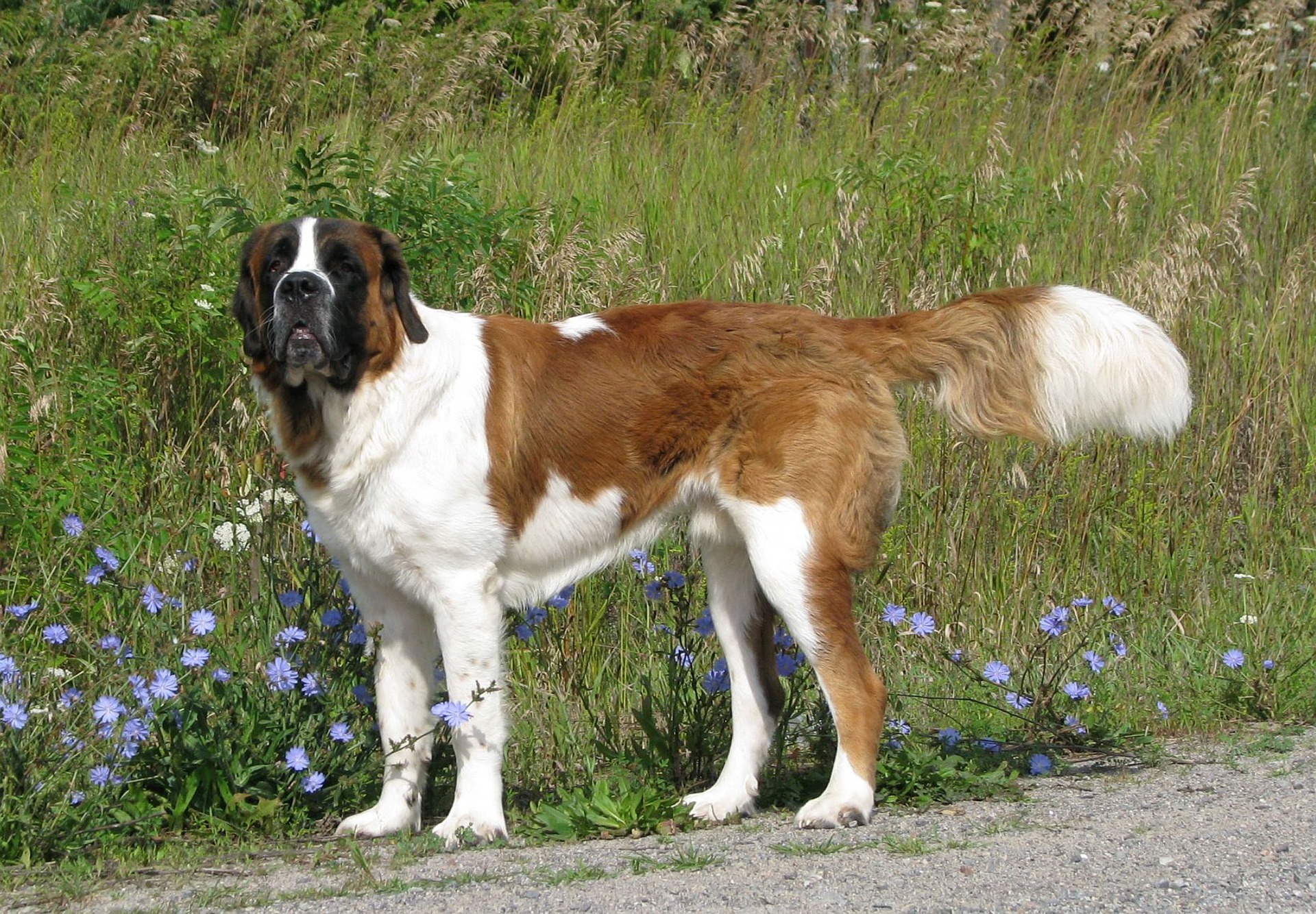 Saint Bernard dog