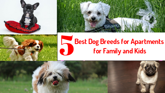 5 best dog breed for apartment collage