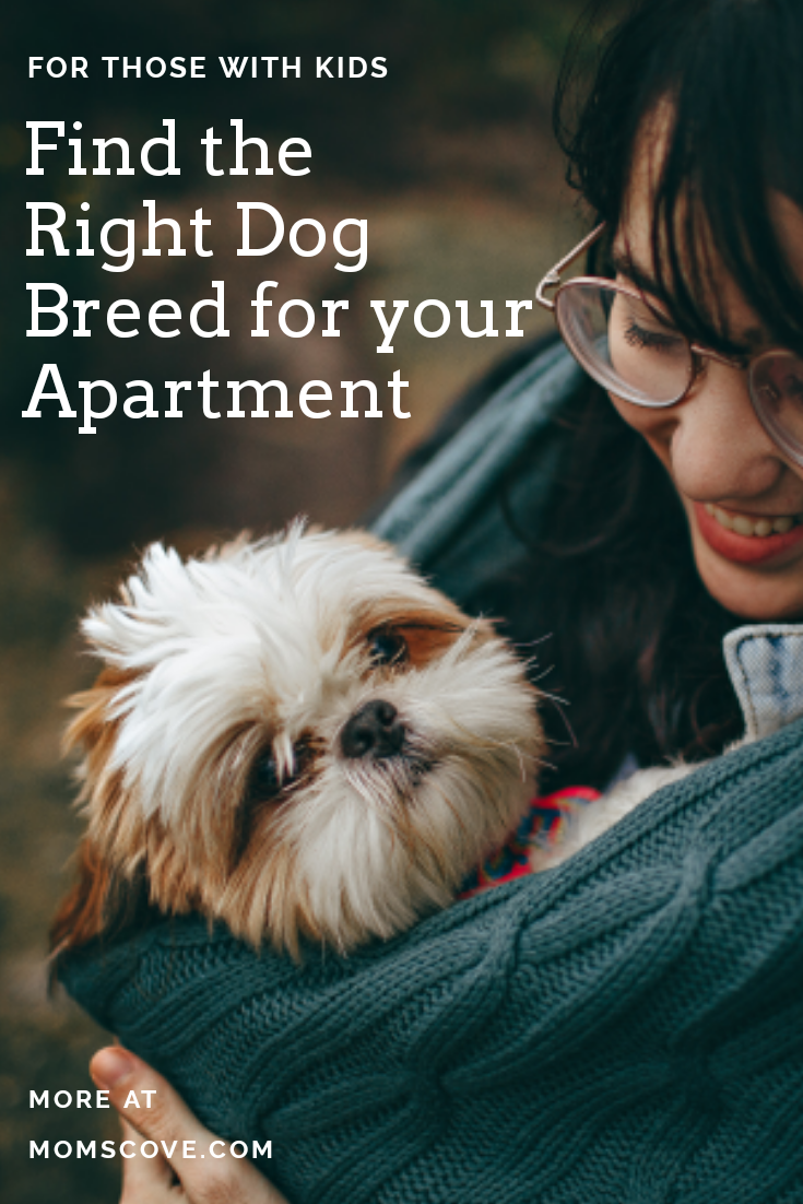 5 Best Small Dogs for Apartments for Families with Kids