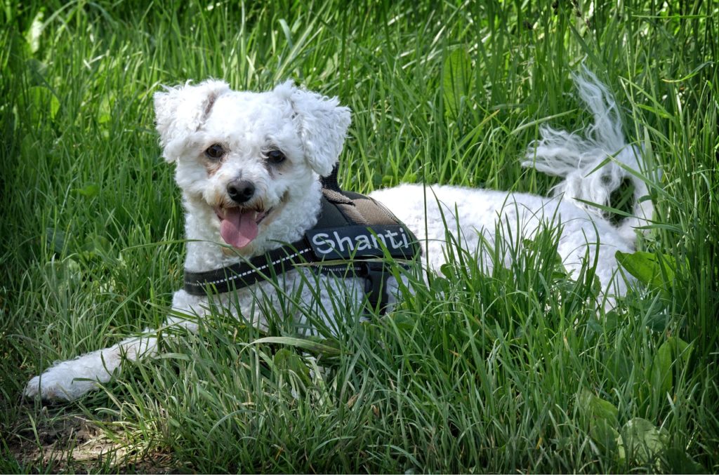 A small dog white Bichon Frise with a dog harness sitting excited in grass looking at you
