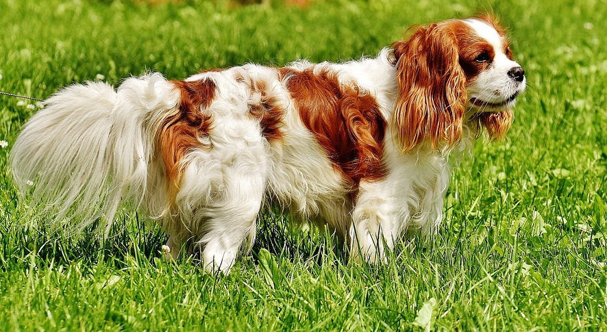 cavalier king charles spaniel standing in the grass