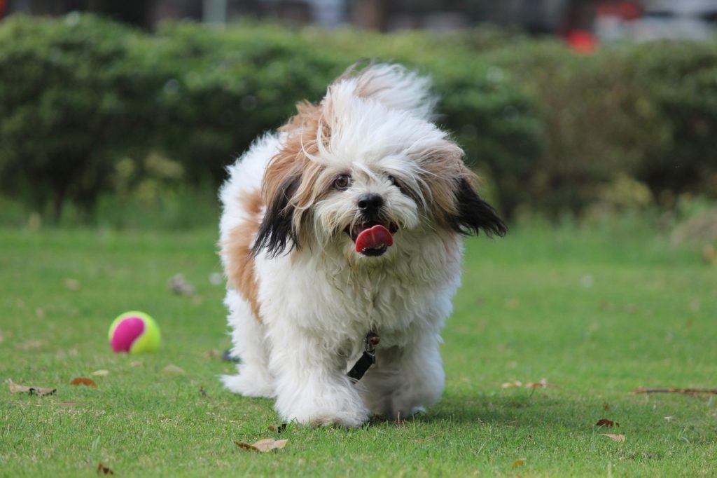Lhasa Apso running in the grass looking straight at you, one of the best dog for apartments