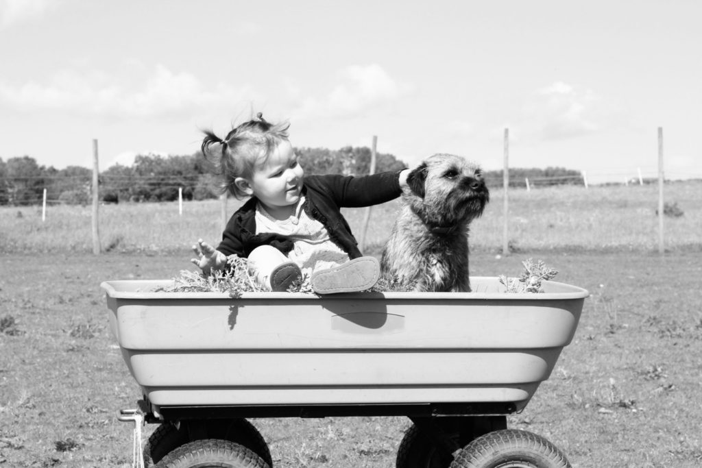 Dogs and babies; Baby playing with dog outdoor in a cart
