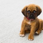 Brown puppy wets the carpet; How to remove dog urine smell from carpet
