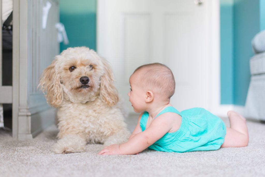 Baby playing with furry dog
