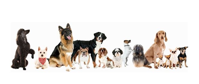Different breeds of dogs in obedience training course