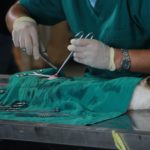 performing surgery on a pet dog in a animal hospital