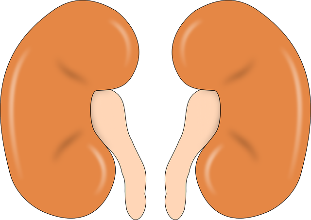 Kidney Graphic Image