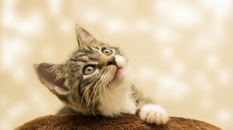 Cute kitten (adopting a kitten checklist)