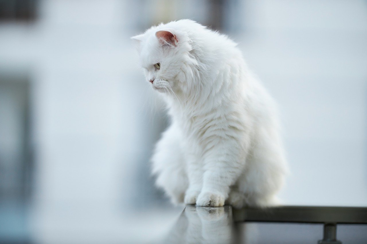 White cat ( Adopting a Cat Checklist)