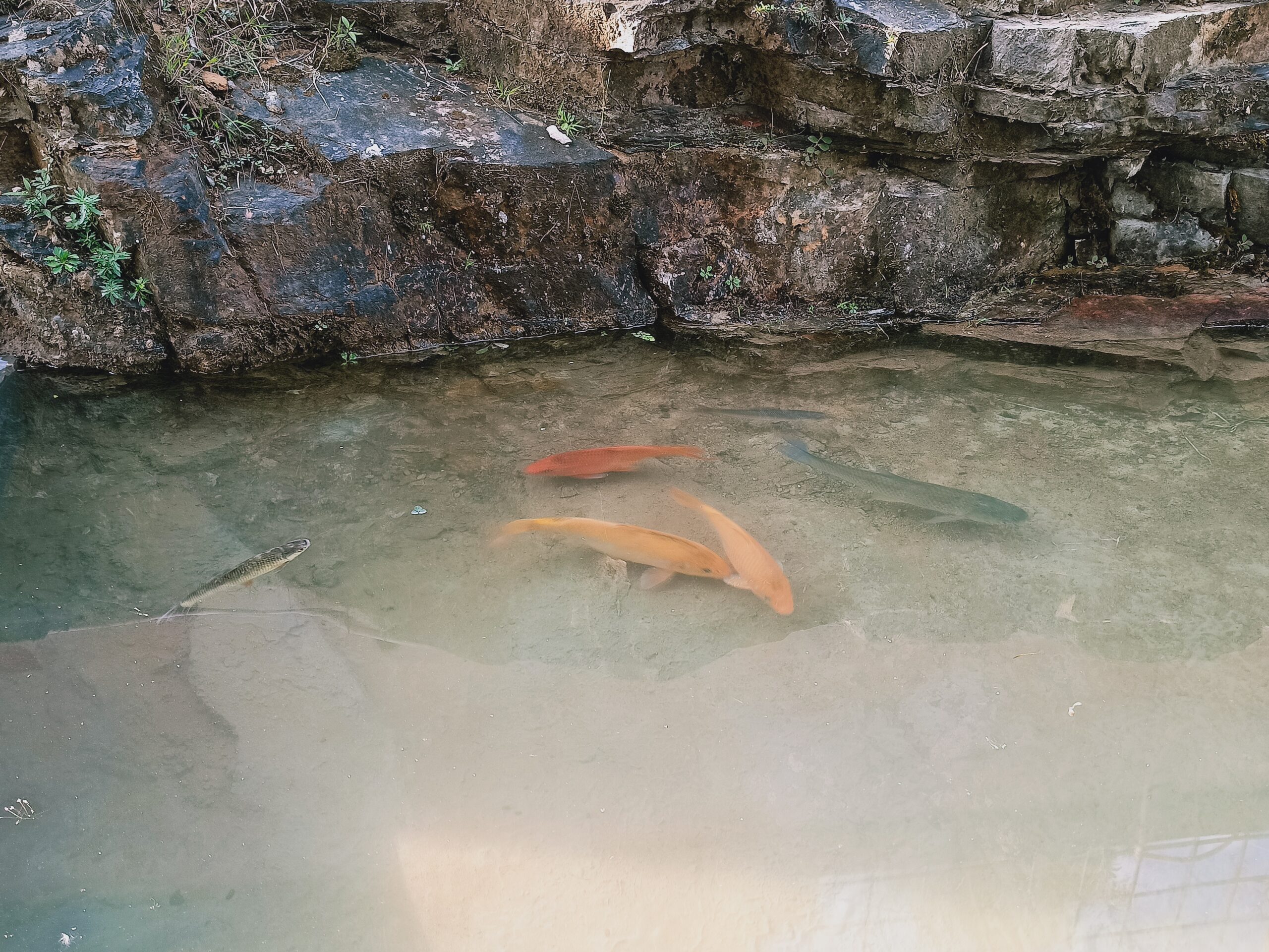 golden carp in outdoor pond