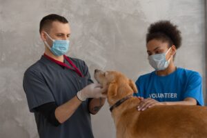 caring for dogs with disabilities