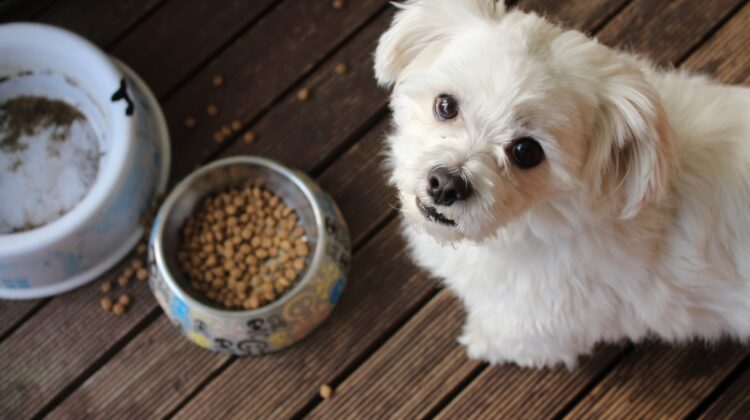 dogs nutrition